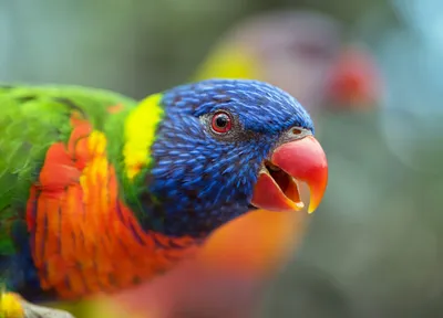 Rainbow Lorikeet  animal