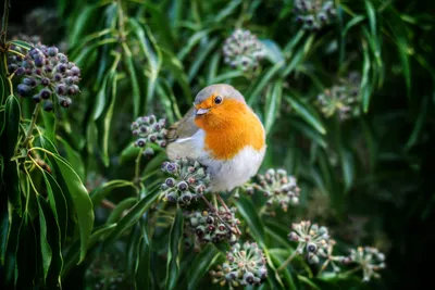 Robin on berries animal