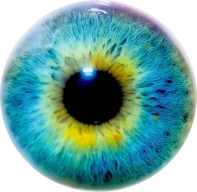 Striking Eye Detail