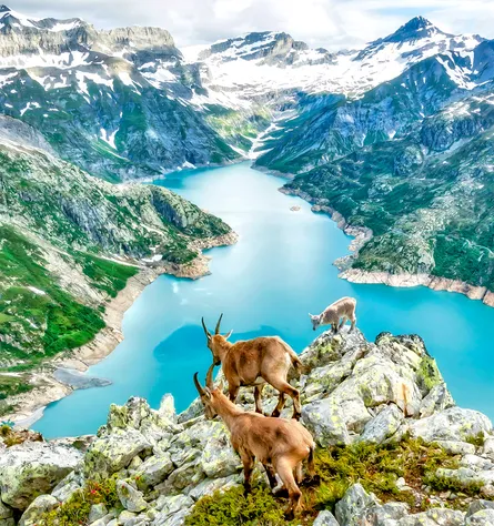 Alpine ibex family 122 001