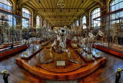 Skeletons in a Museum Display