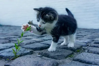 Cute Cat
