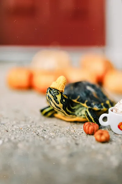 Turtle near fruit