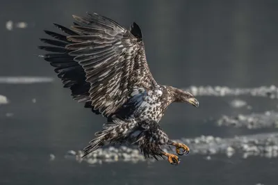 White-tailed Eagle