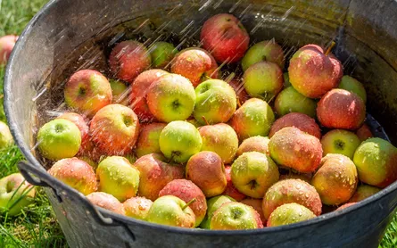 Water washing apples