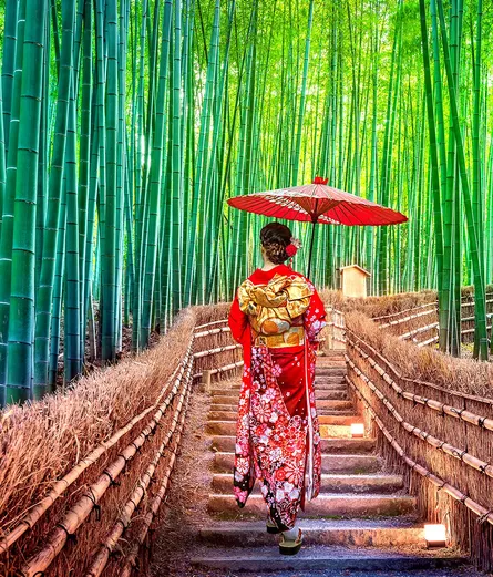 Walking path through bamboo forest