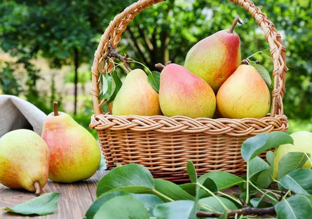 Basket of pears near tree