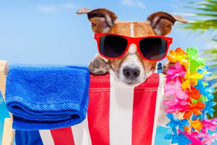 Dog in sunglasses on beach