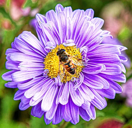 Purple flower bee