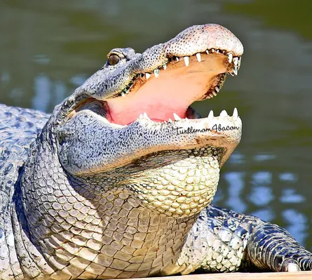 Large alligator with open mouth
