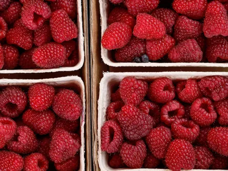 Red raspberries in boxes on display