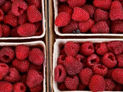 Red raspberries in boxes on display