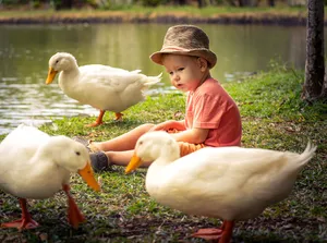 Baby sitting near ducks