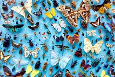 Butterfly Collection