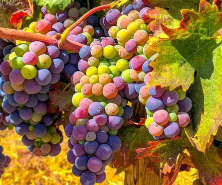 Grapes on vine
