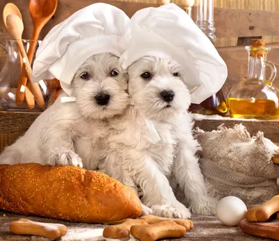 Chef Dogs and Baking Ingredients