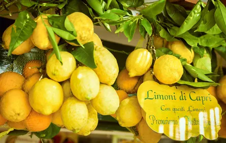 "Bright Citrus Display"