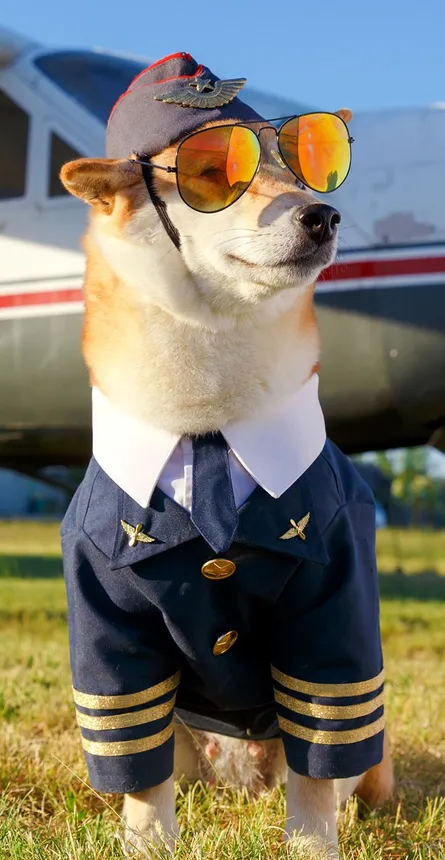 Dog wearing sunglasses and pilot uniform