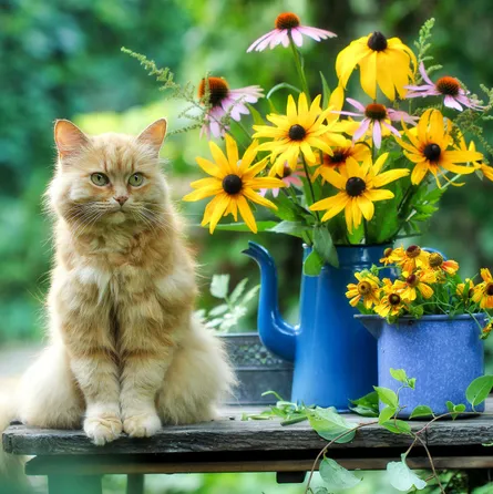 Tabby cat sitting on bench