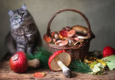 Cat with mushrooms