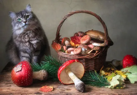 Cat with mushrooms