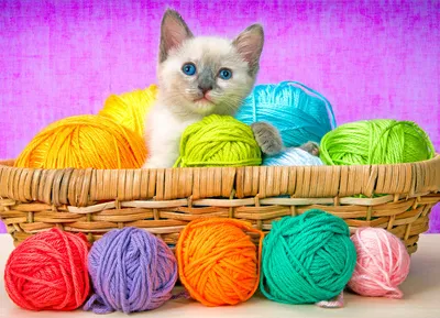 Playful Kitten Amid Knitting Supplies