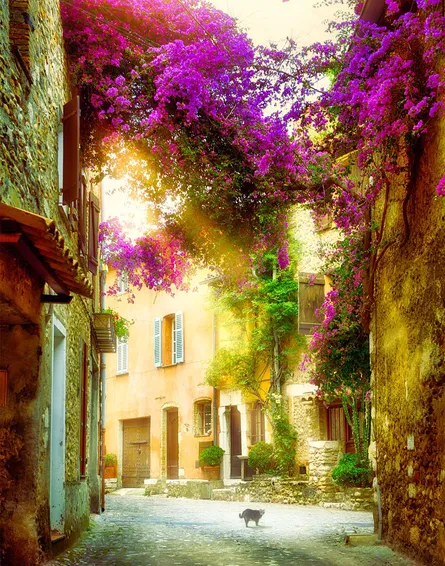 Beautiful alleyway with vibrant pink flowers and a dog