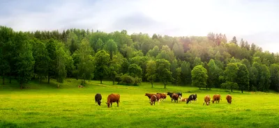 "Peaceful Pastoral Scene"