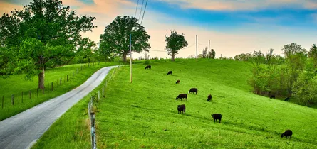 Green pasture with cows and road