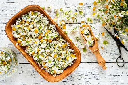 Chamomile flowers 682 118