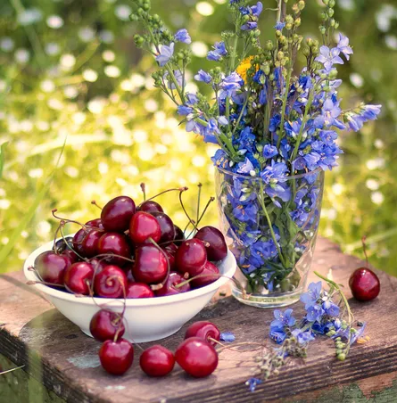 Fresh cherries cherry blossoms bouquet