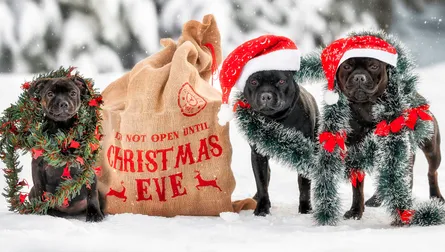 Christmas Canine Celebration
