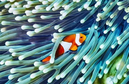 Clown fish and anemone 122 025