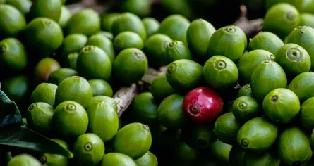 Green coffee beans