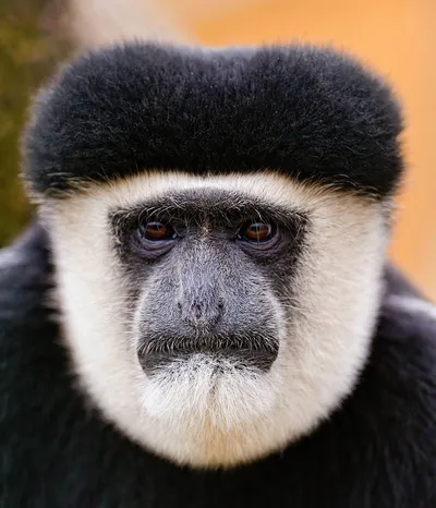 Majestic Monkey Face