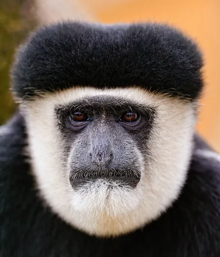 Colobus monkey 122 026