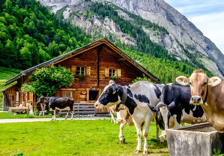 Cows near house in nature setting