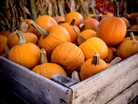 "Pumpkins ready for harvest"