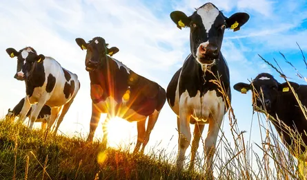 Curious bovines 122 031