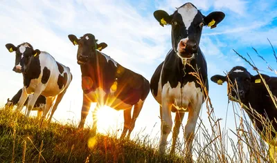 "Sunlit Cows"