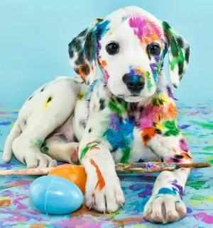 Dog with colorful paint