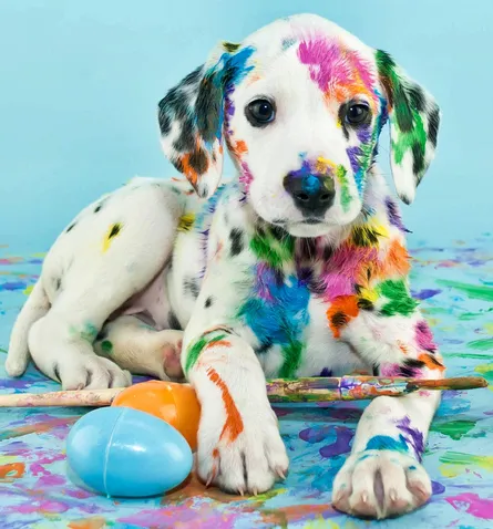 Dog with colorful paint