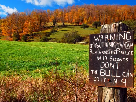 Dangerous meadow 102 028