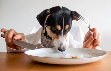 Curious Dog Eats