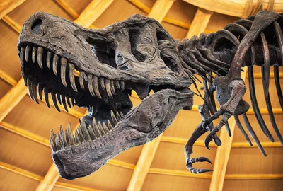 T-rex statue in museum