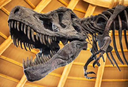 T-rex statue in museum