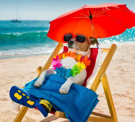 Dog sitting under umbrella