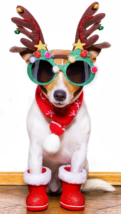Fun Holiday Dog