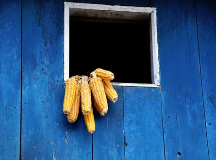 Blue wall corn ears