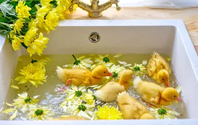 Sunken sink with ducks